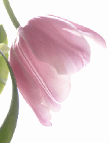 Tulip background03